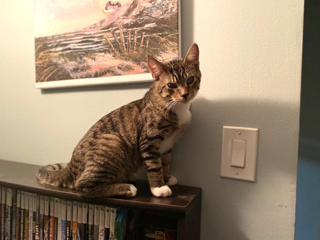 Cecil, Adoptable, Adult Male Domestic Short Hair & Tabby.