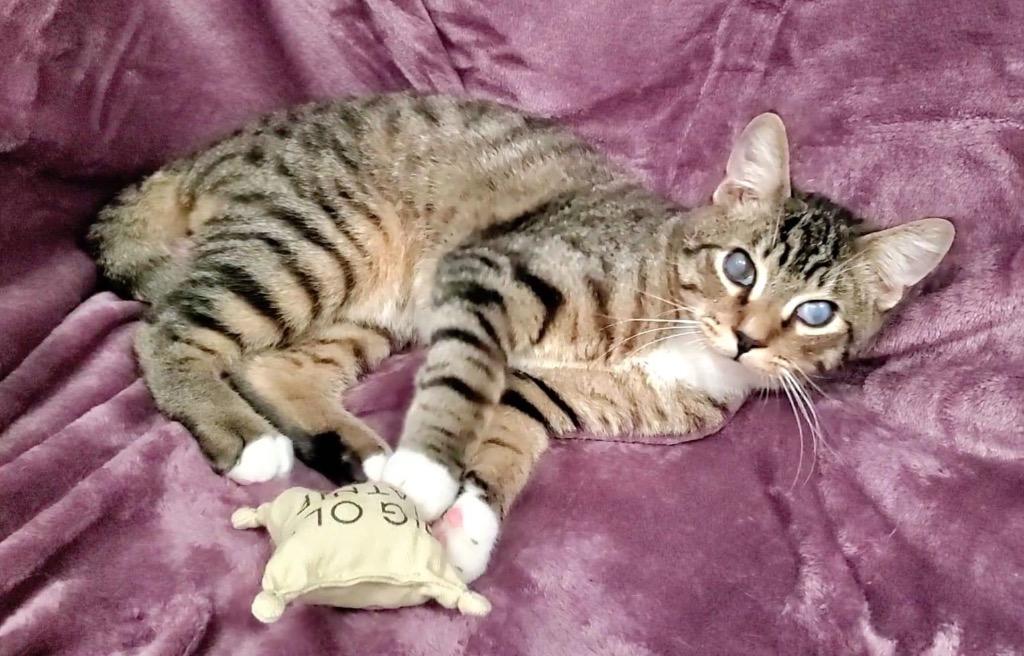 Cecil, a Adoptable mixed breed in Orlando, FL image 2/6