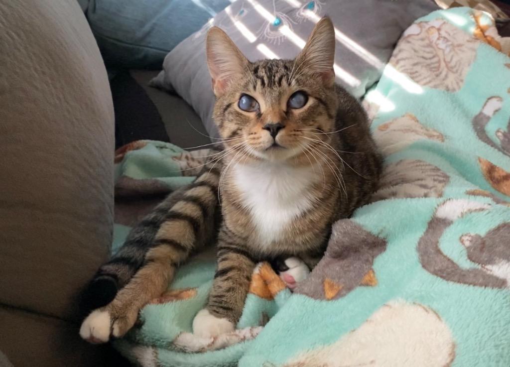 Cecil, a Adoptable mixed breed in Orlando, FL image 3/6