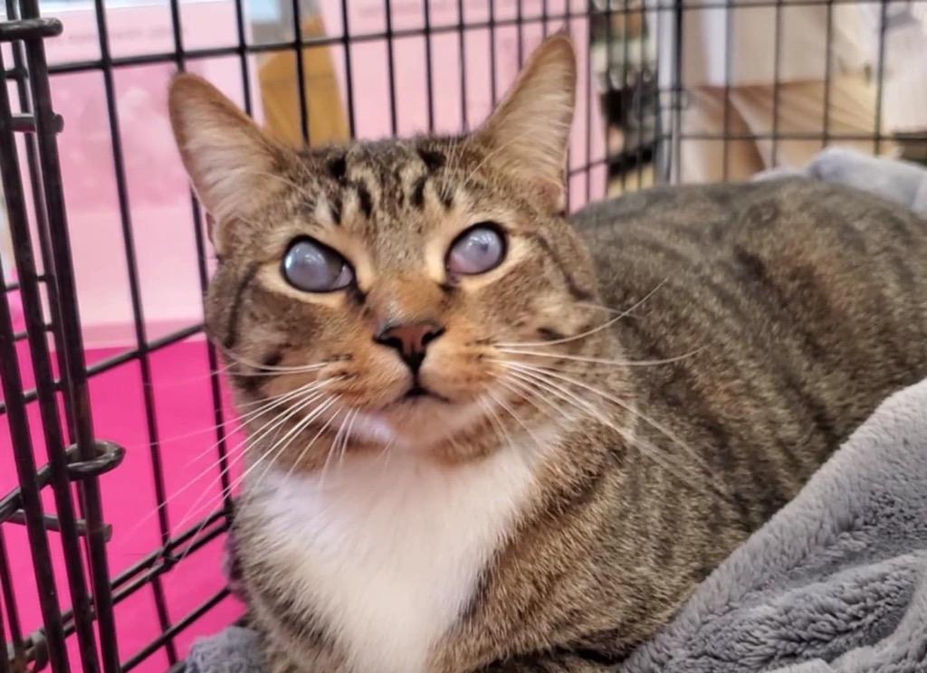 Cecil, a Adoptable mixed breed in Orlando, FL image 4/6