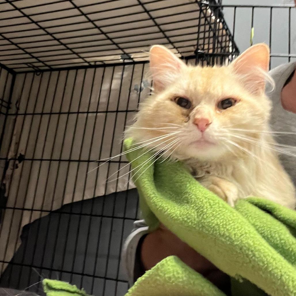 Sebastian, Adoptable, Adult Male Domestic Long Hair.