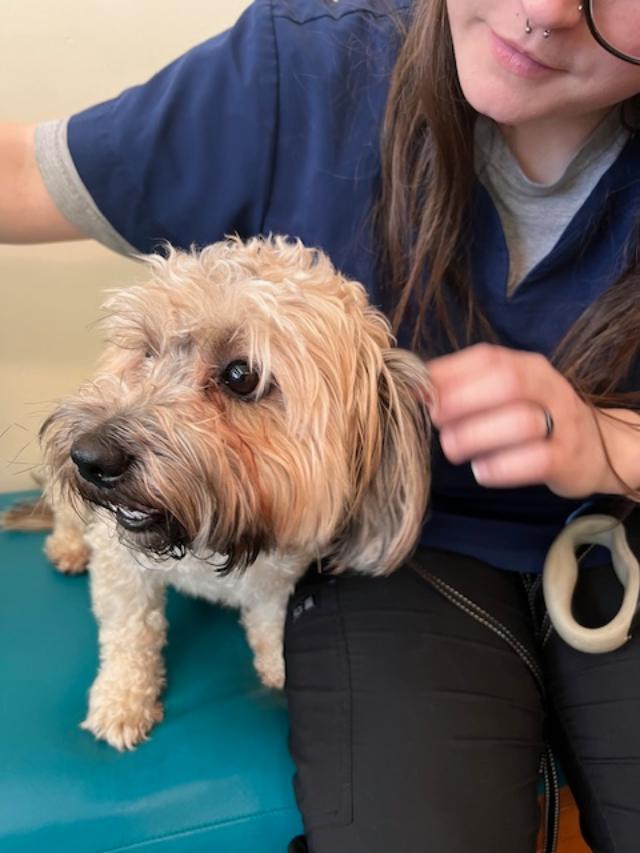 Enlarge Theo, a ADOPTABLE mixed breed in Williamsburg, VA image 5/5