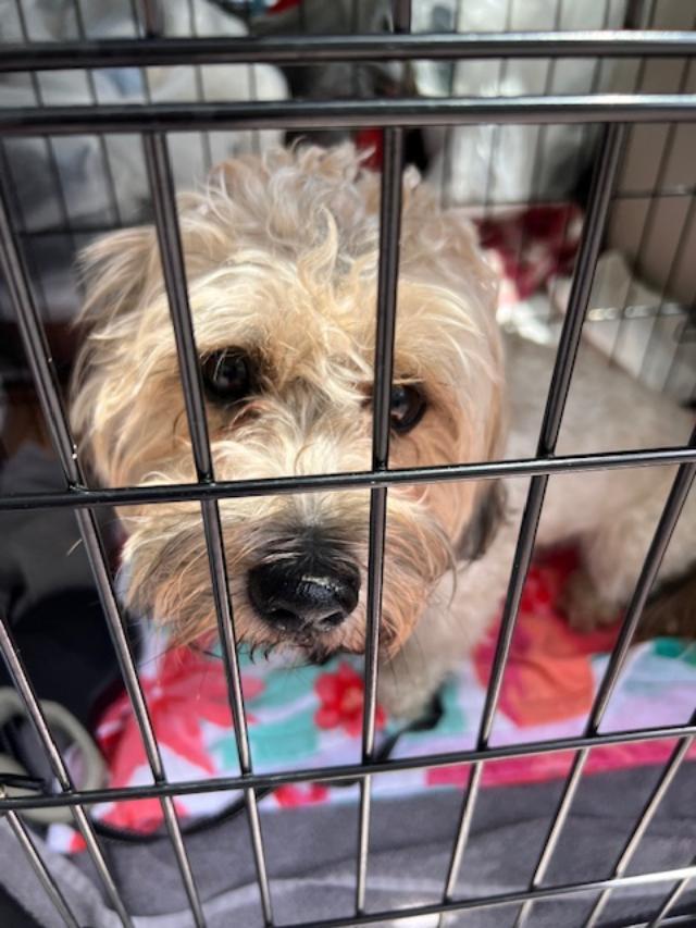 Enlarge Theo, a ADOPTABLE mixed breed in Williamsburg, VA image 2/5