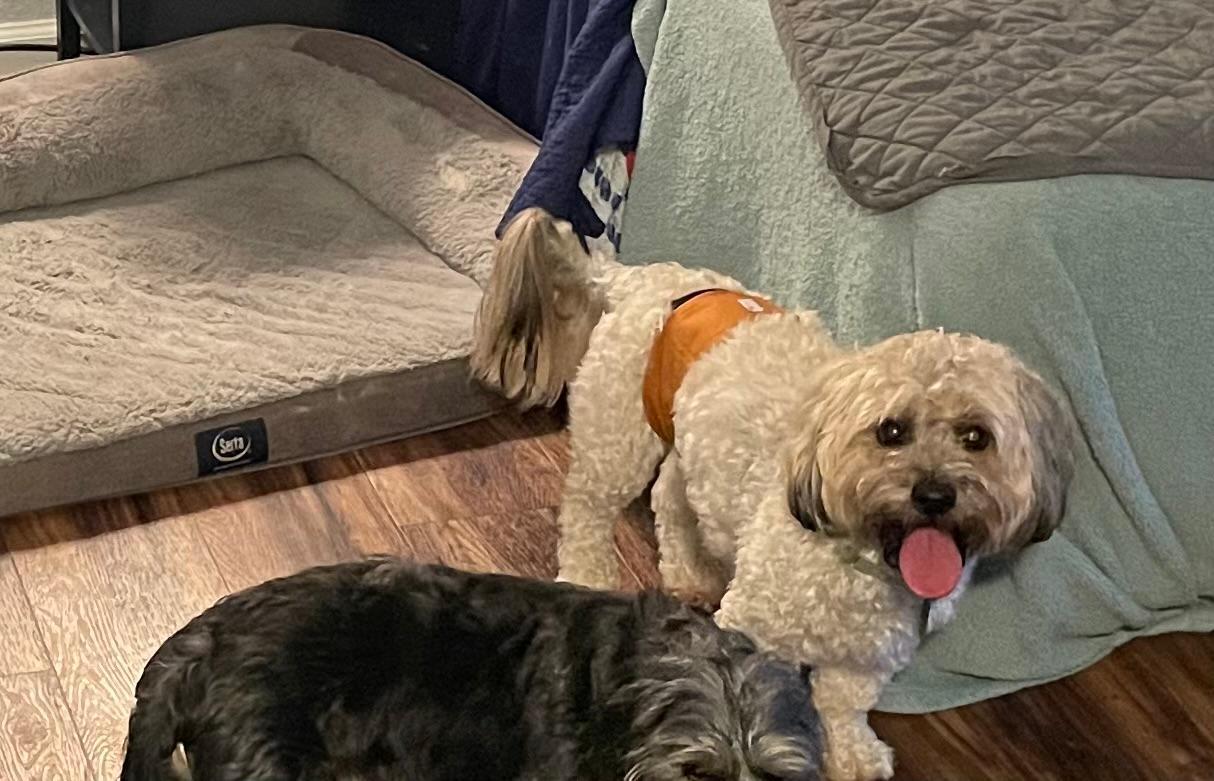 Enlarge Theo, a ADOPTABLE mixed breed in Williamsburg, VA image 4/5