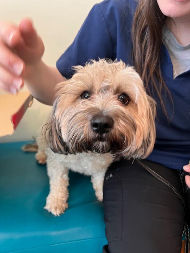 Enlarge Theo, a ADOPTABLE mixed breed in Williamsburg, VA image 3/5