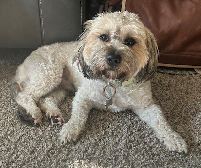 Theo, ADOPTABLE, Adult Male Aussiedoodle.