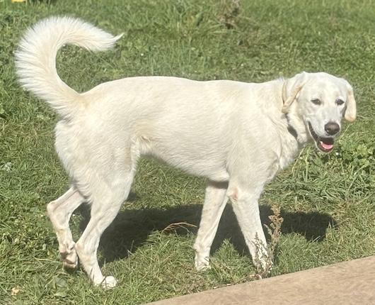 Enlarge Courtesy Post - Remi, a Adopted mixed breed in Owen Sound, ON image 2/3