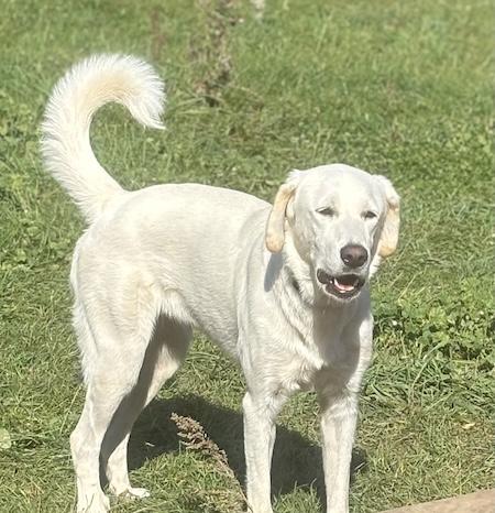 Enlarge Courtesy Post - Remi, a Adopted mixed breed in Owen Sound, ON image 3/3