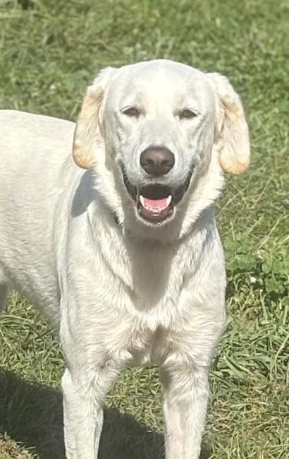 Courtesy Post - Remi, Adopted, Young Female Labrador Retriever & Great Pyrenees.