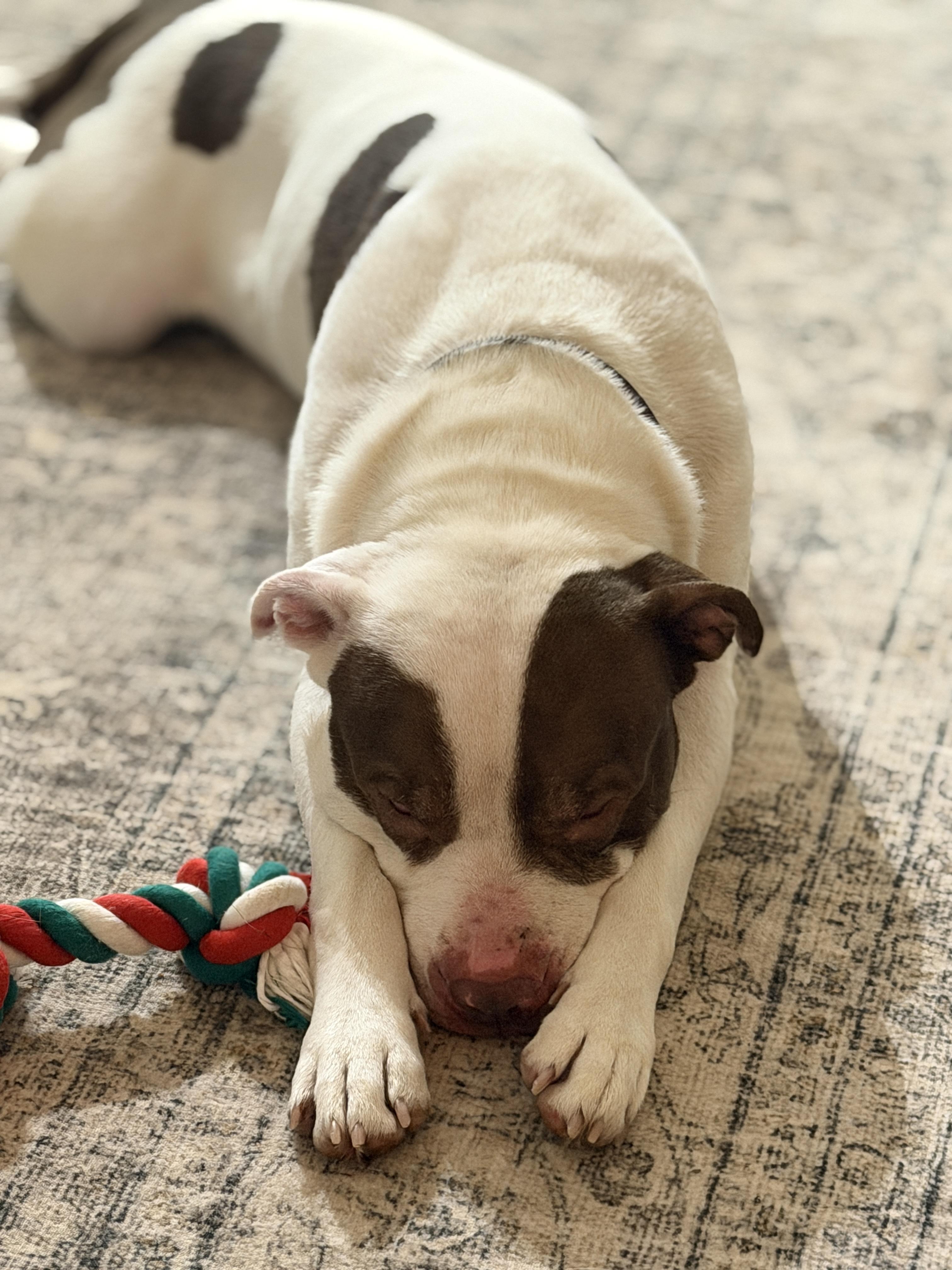 Enlarge Logan, a ADOPTABLE Mixed Breed in University Place, WA image 3/5