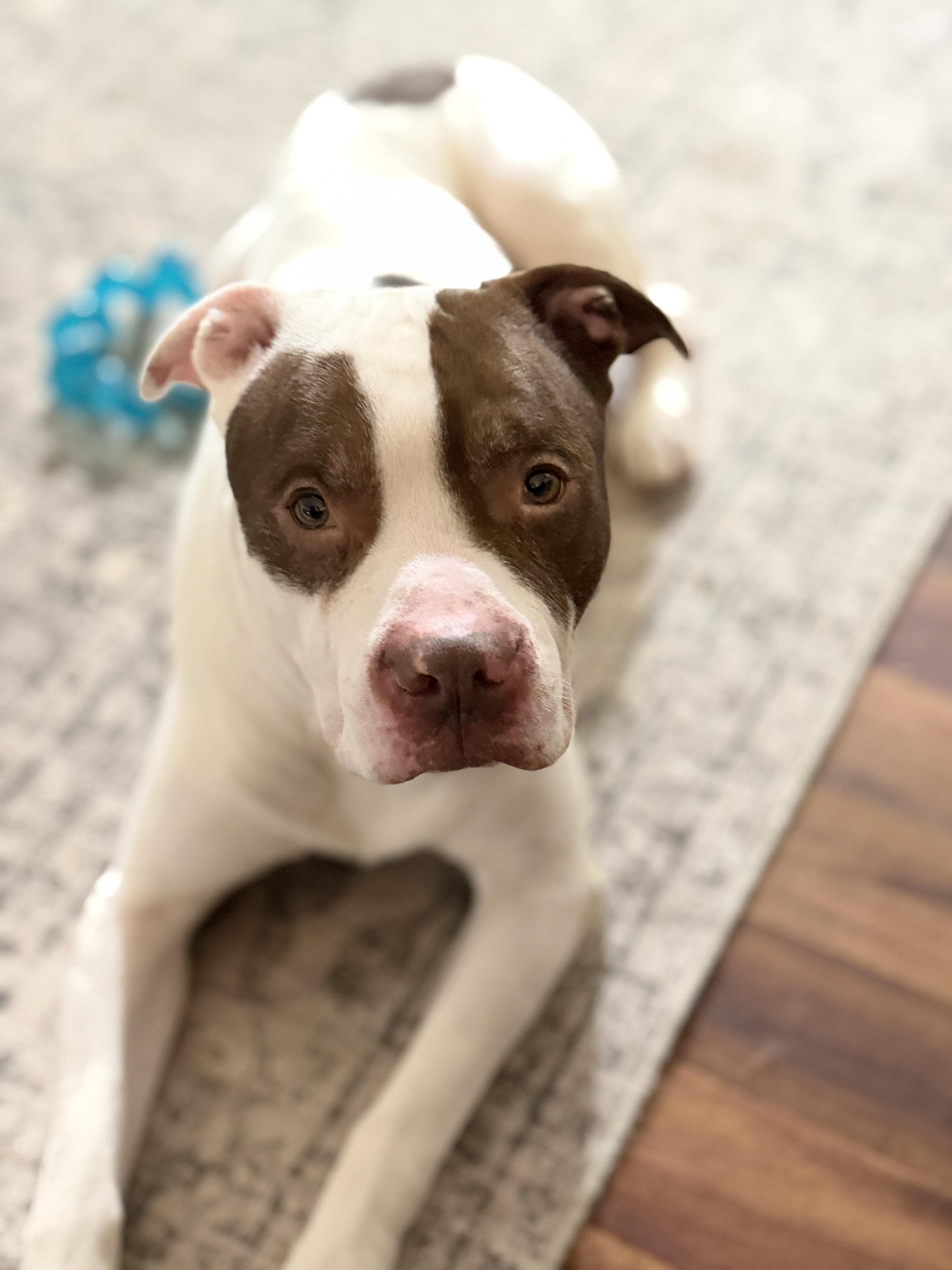Enlarge Logan, a ADOPTABLE Mixed Breed in University Place, WA image 1/5