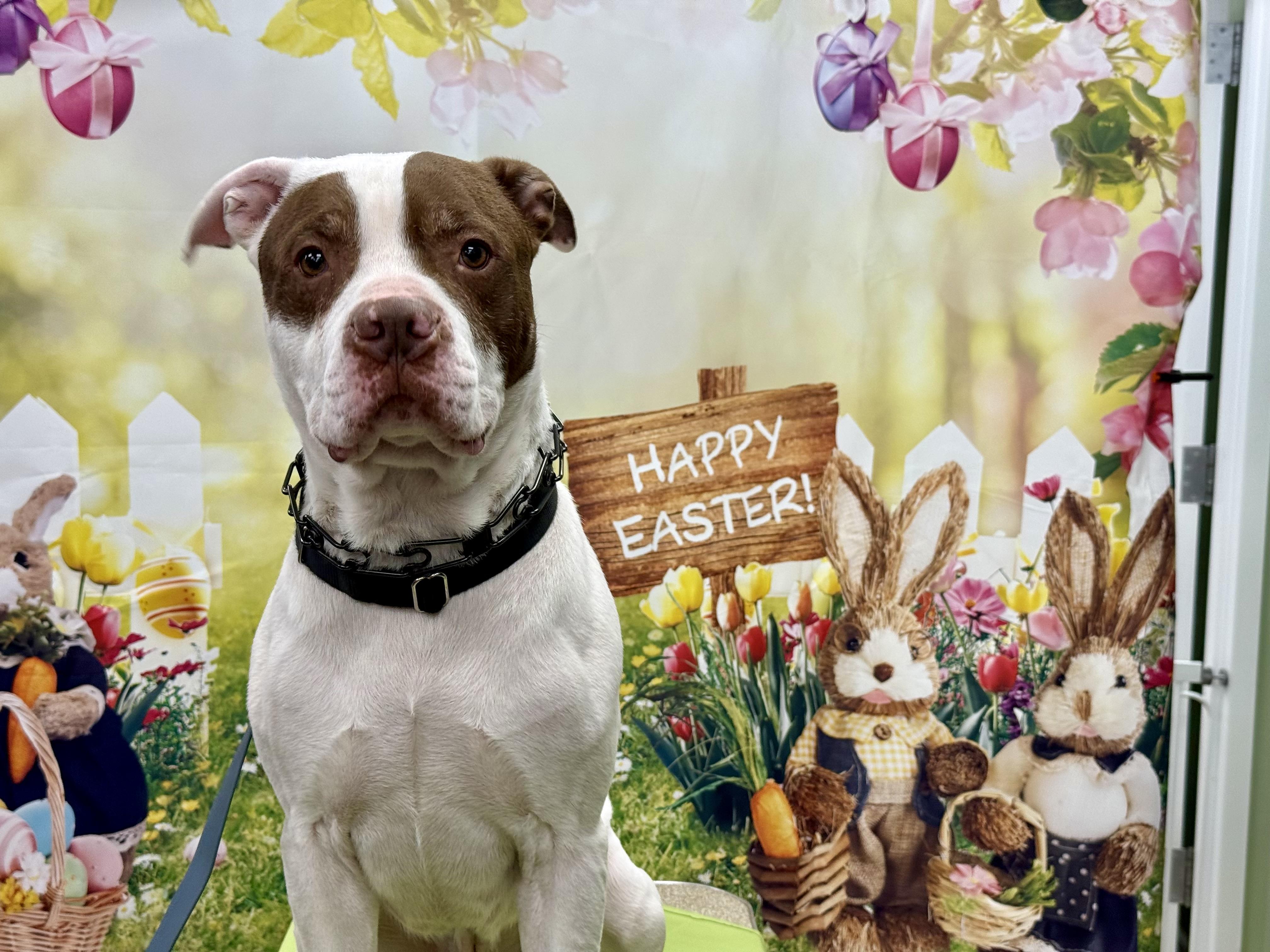 Enlarge Logan, a ADOPTABLE Mixed Breed in University Place, WA image 4/5
