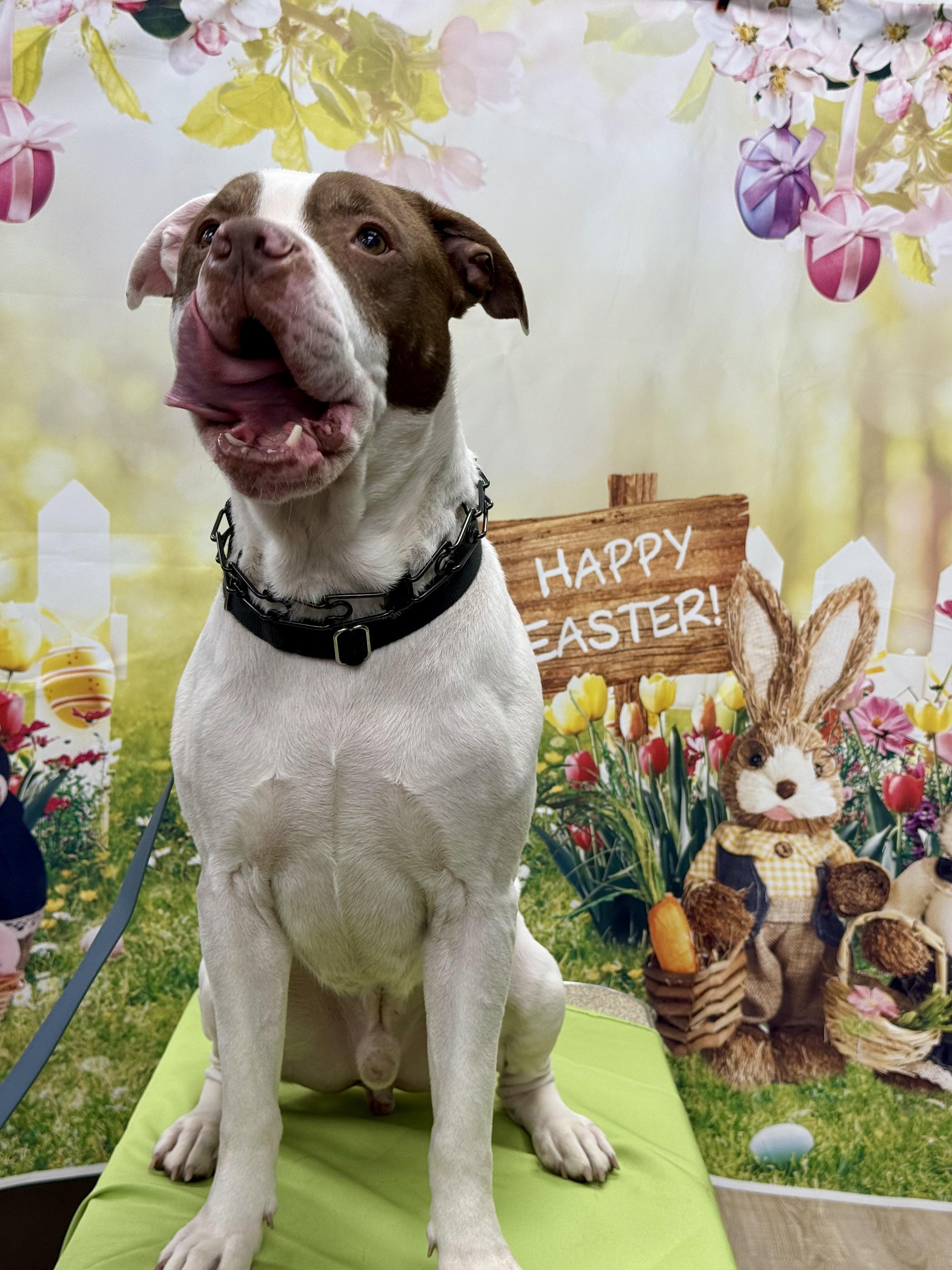 Enlarge Logan, a ADOPTABLE Mixed Breed in University Place, WA image 2/5