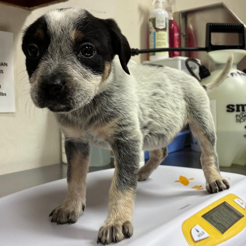 Enlarge Wren, a Adoptable Australian Cattle Dog / Blue Heeler in Bryan, TX image 1/2