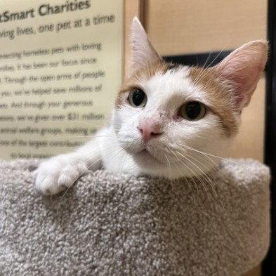 Lola, Adoptable, Adult Female Domestic Short Hair.