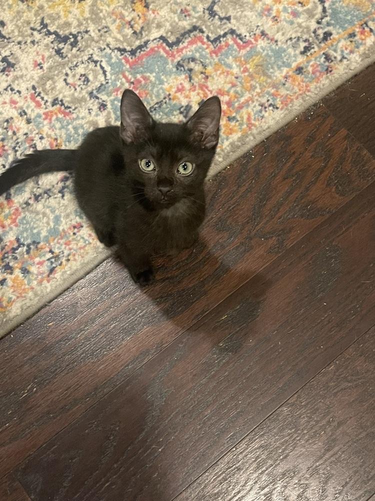Moe, a Adoptable Domestic Short Hair in Salisbury, NC image 1/2