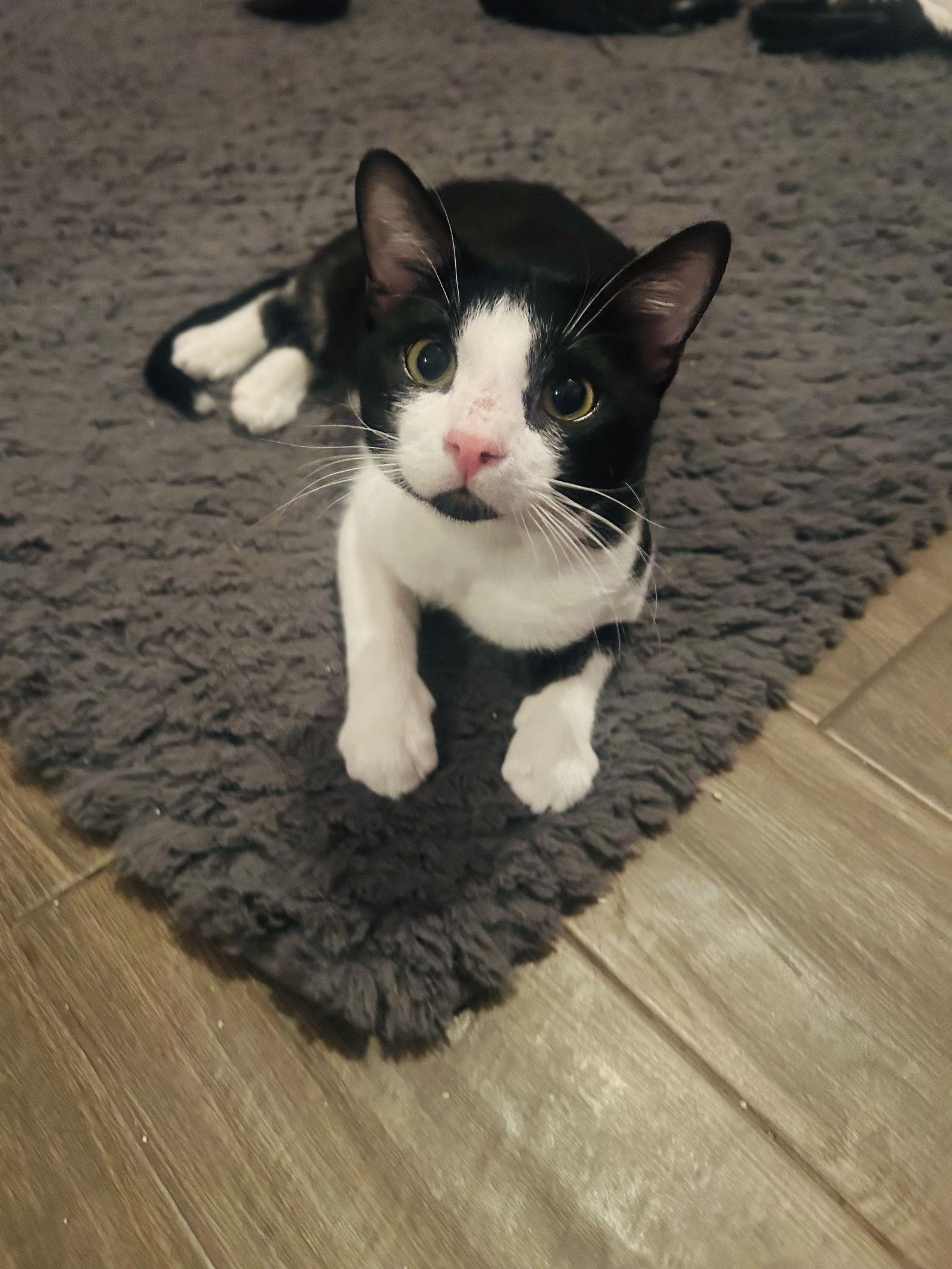 Oreo, Adoptable, Adult Male Domestic Short Hair.