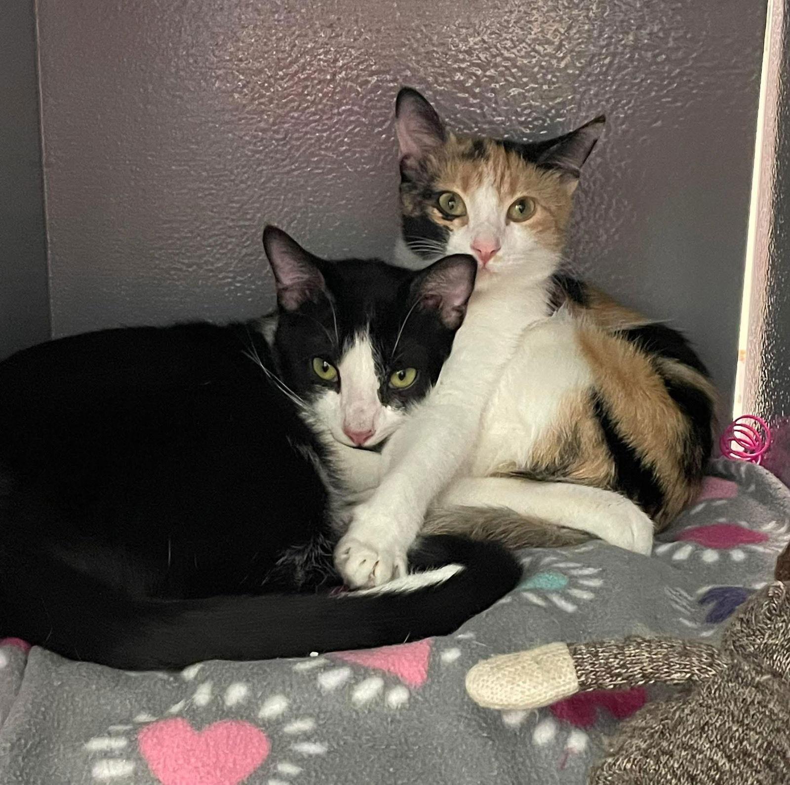 Oreo, a Adoptable Domestic Short Hair in Glendale, AZ image 2/3