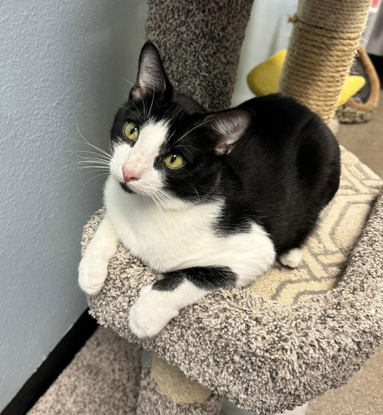Oreo, a Adoptable Domestic Short Hair in Glendale, AZ image 3/3