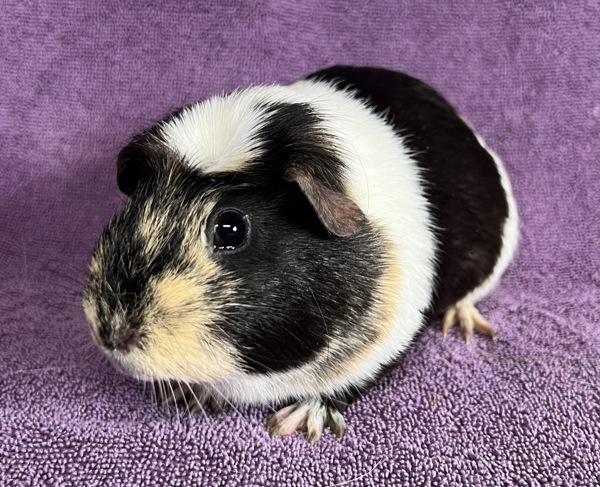 Enlarge Pharah, a Adoptable mixed breed in Monterey, CA image 1/1