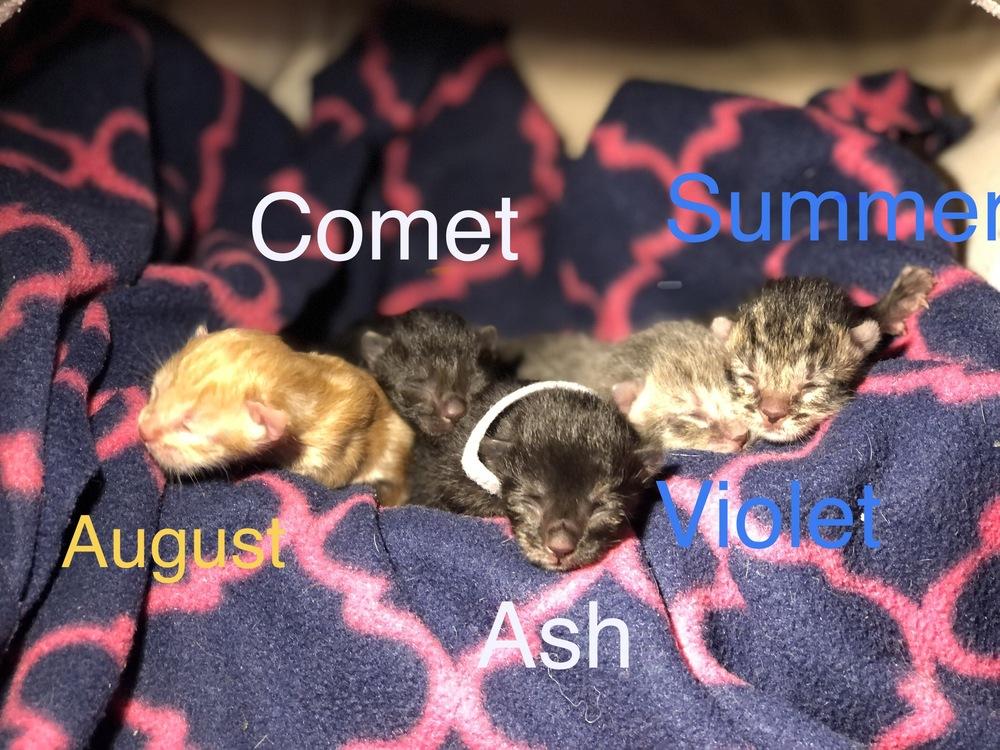 Ash, Adopted, Kitten Female Domestic Short Hair & Calico.