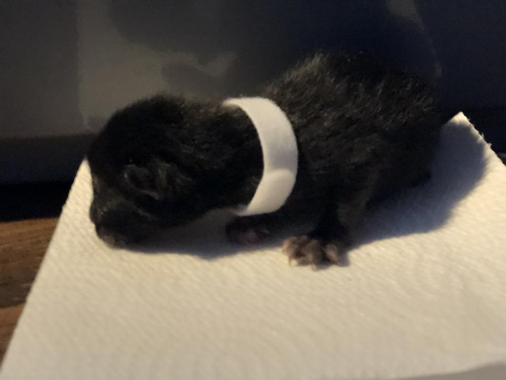 Ash, a Adopted mixed breed in Manteca, CA image 2/2