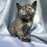 Fable, Baby Female Domestic Short Hair