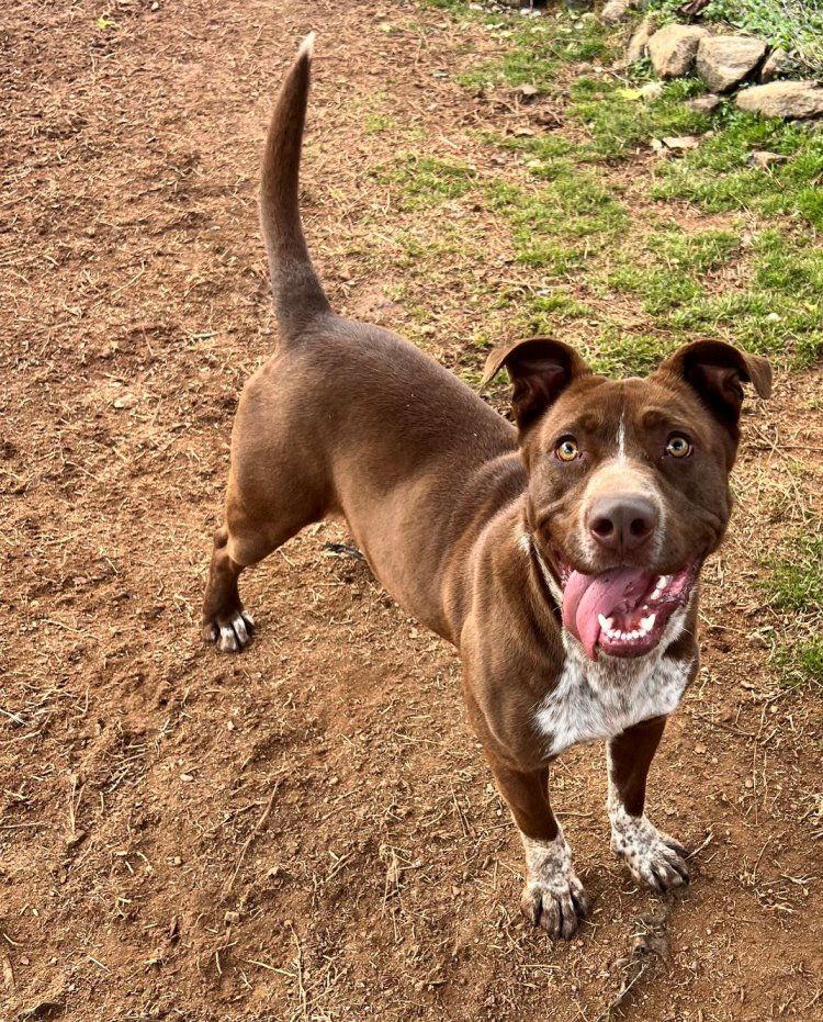 Beetlejuice, Adoptable, Young Male Labrador Retriever & Pit Bull Terrier.