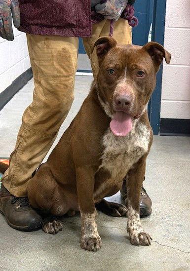 Enlarge Beetlejuice, a Adoptable mixed breed in Carrollton, GA image 2/3