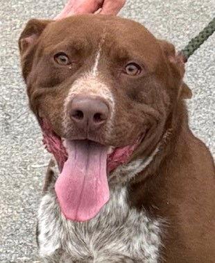 Enlarge Beetlejuice, a Adoptable mixed breed in Carrollton, GA image 3/3