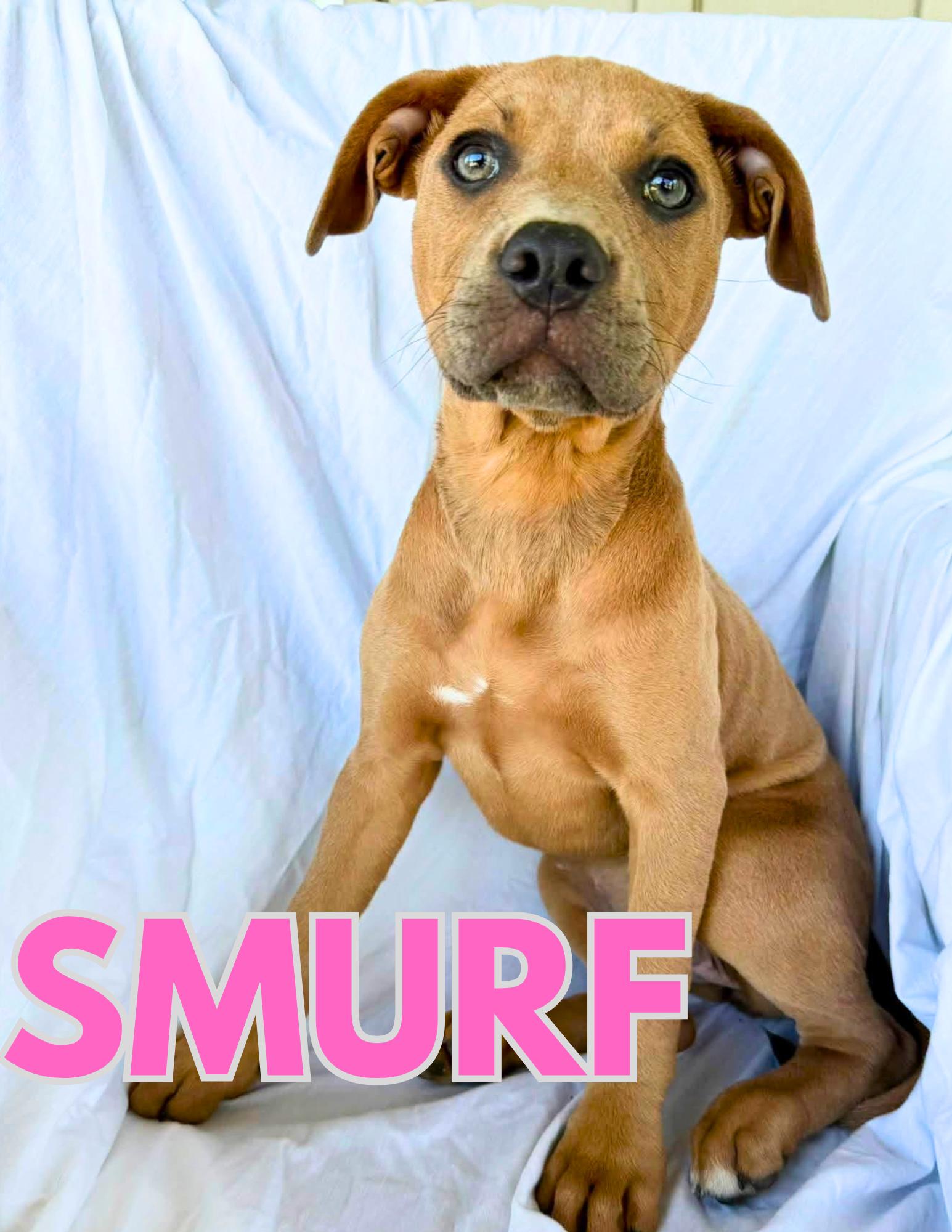 Enlarge Smurf, a Adoptable mixed breed in Shalimar, FL image 1/1