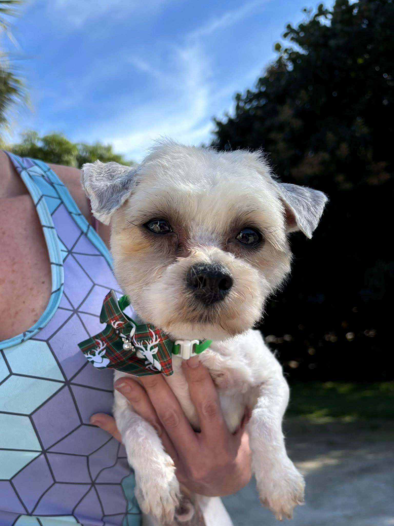 Enlarge Everett, an adopted Maltese in Palm springs, FL image 1/1