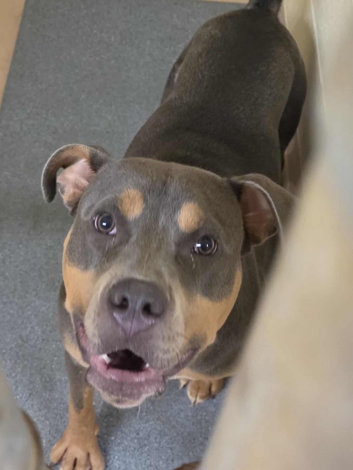 Enlarge Star, a Adopted Pit Bull Terrier in Danville, VA image 2/2