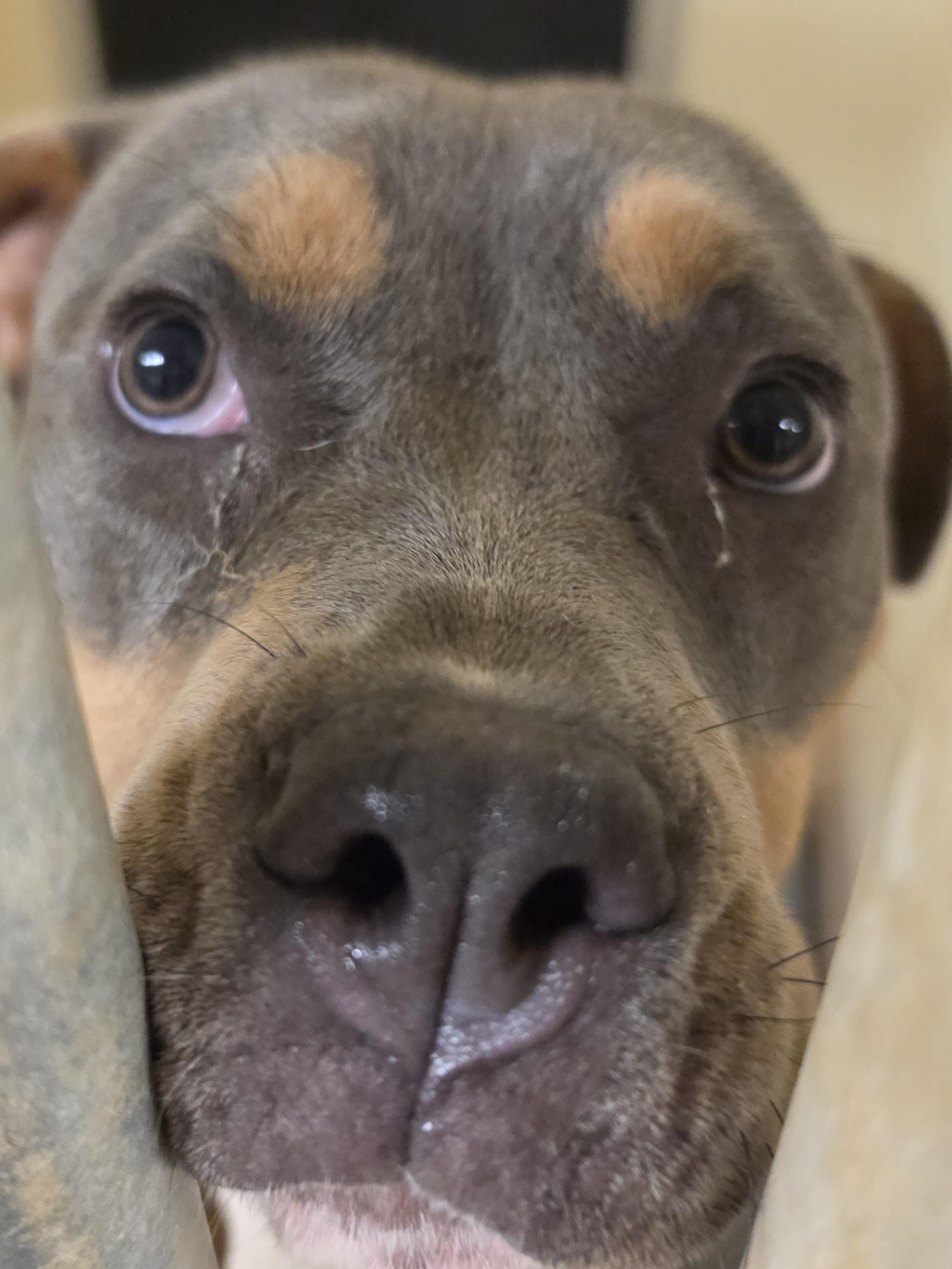 Star, Adopted, Young Female Pit Bull Terrier.