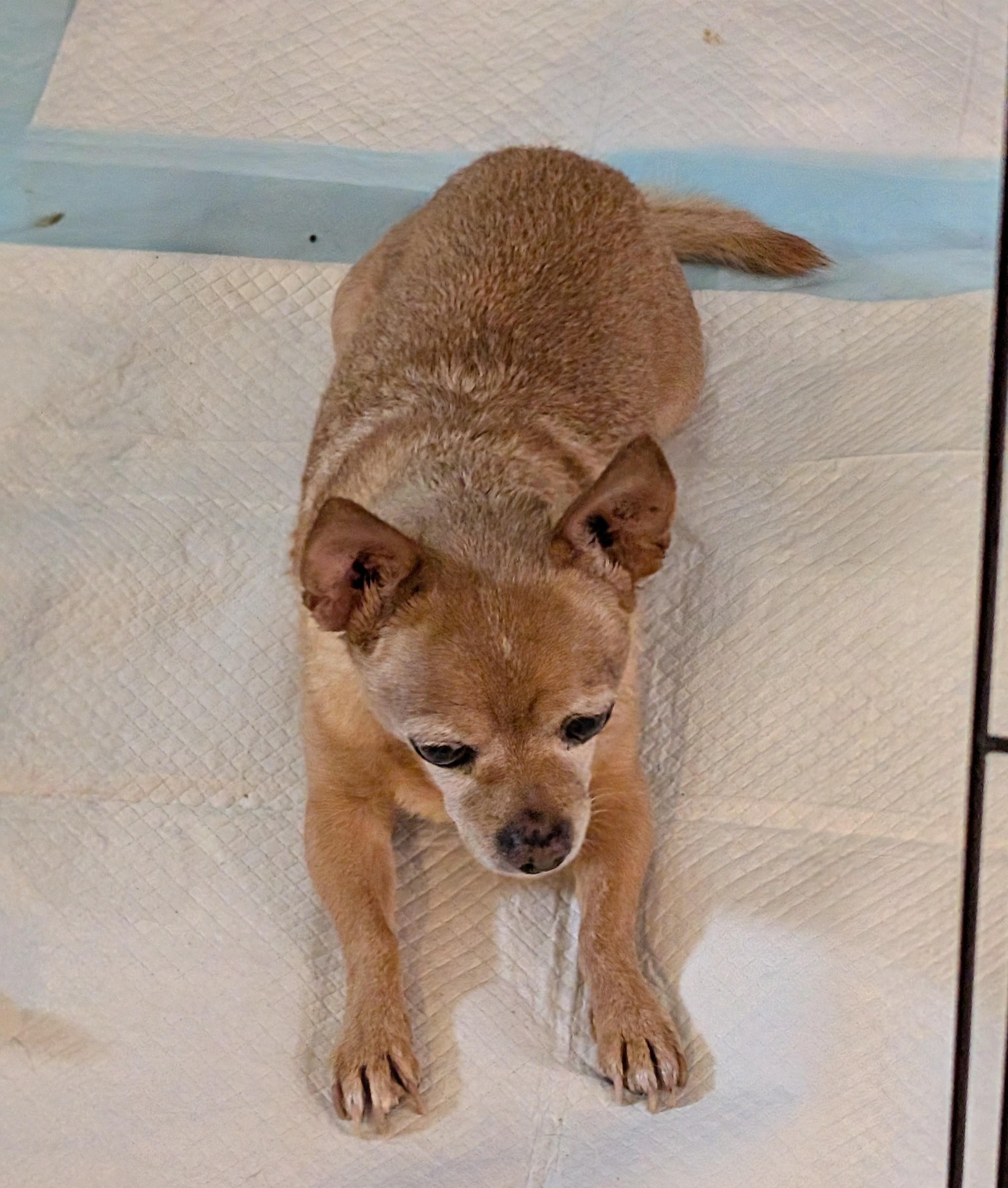 Buster, Adoptable, Senior Male Chihuahua.