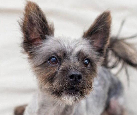 Enlarge Junior, a Adoptable mixed breed in Bloomfield, CT image 1/3