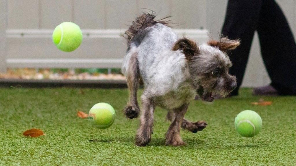 Enlarge Junior, a Adoptable mixed breed in Bloomfield, CT image 2/3