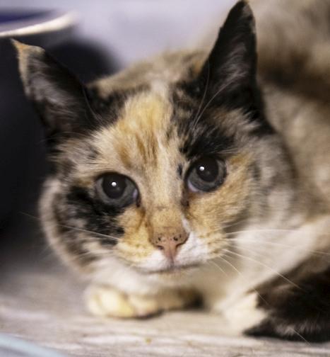 PEPPER, ADOPTABLE, Adult Female Domestic Short Hair & Siamese.