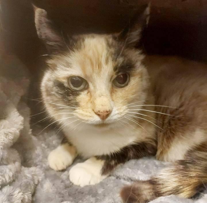 Enlarge PEPPER, a ADOPTABLE mixed breed in Sequim, WA image 2/4