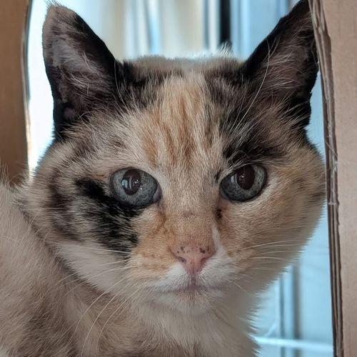 PEPPER, a ADOPTABLE mixed breed in Sequim, WA image 1/6