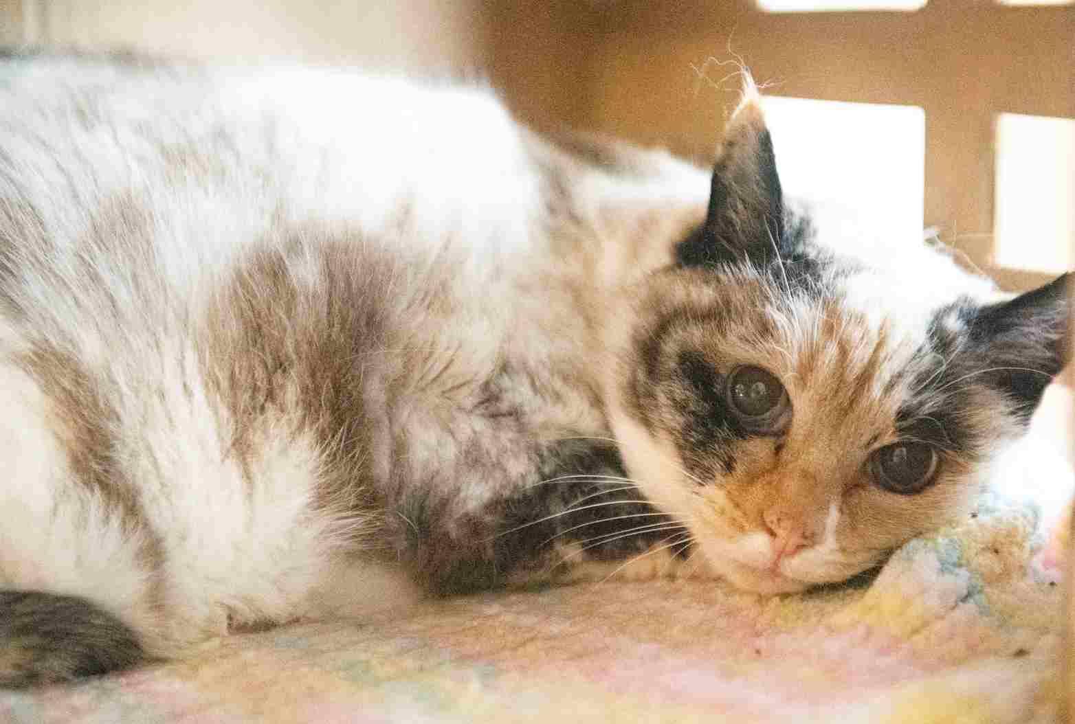 PEPPER, a ADOPTABLE mixed breed in Sequim, WA image 6/6