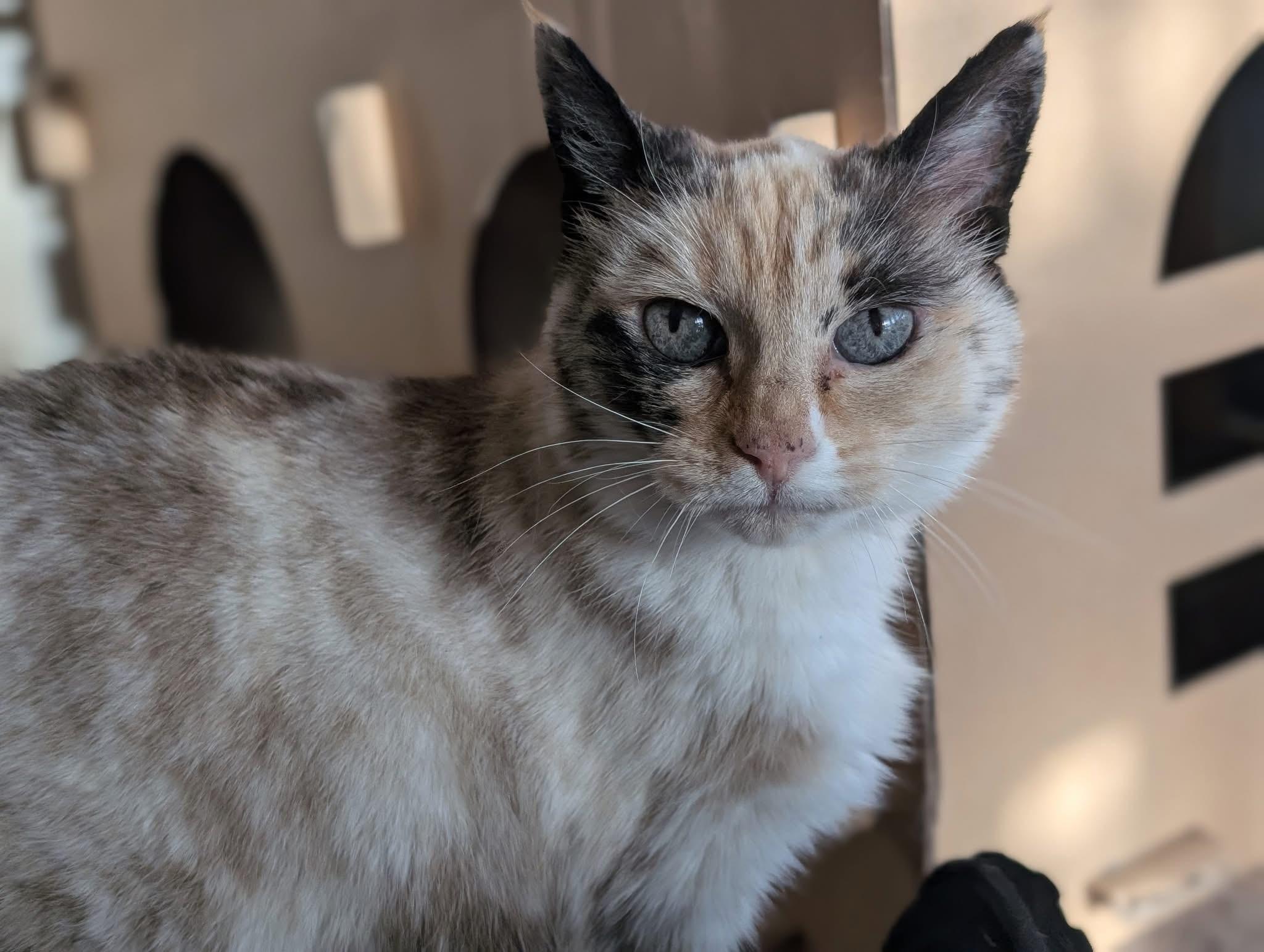 PEPPER, a ADOPTABLE mixed breed in Sequim, WA image 4/6