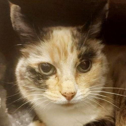 Enlarge PEPPER, a ADOPTABLE mixed breed in Sequim, WA image 3/4