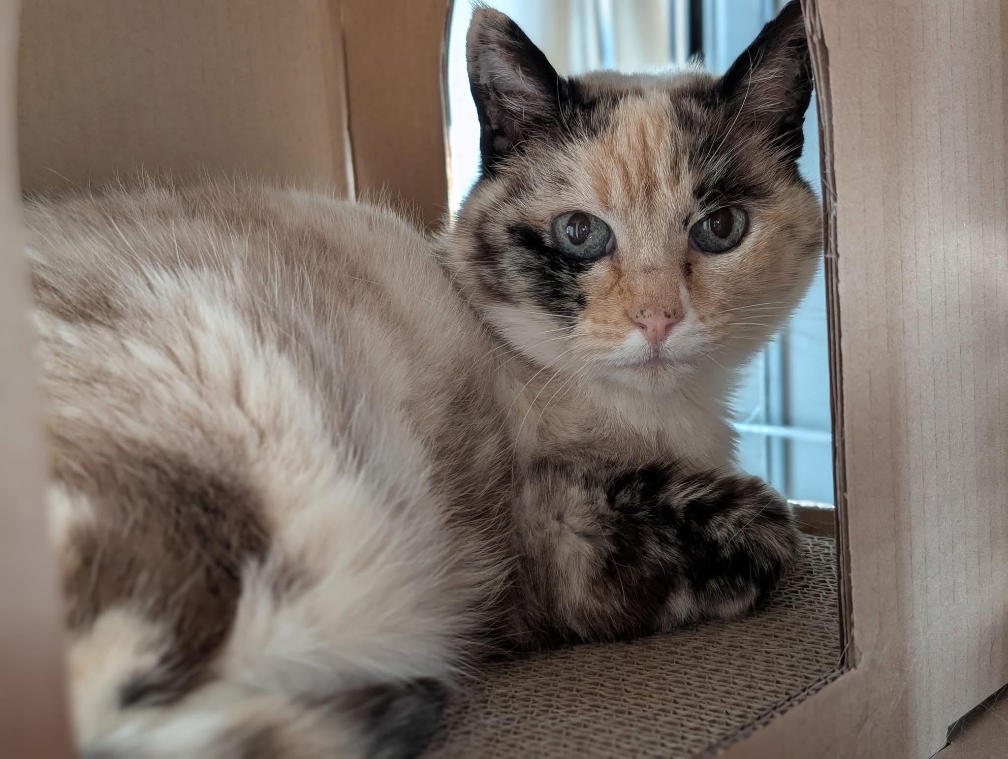 PEPPER, a ADOPTABLE mixed breed in Sequim, WA image 2/6