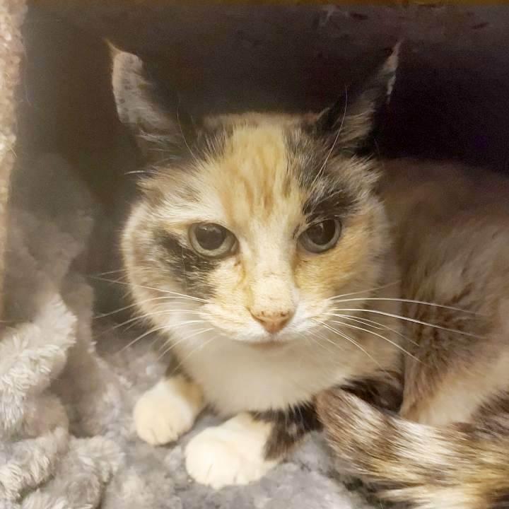 Enlarge PEPPER, a ADOPTABLE mixed breed in Sequim, WA image 4/4