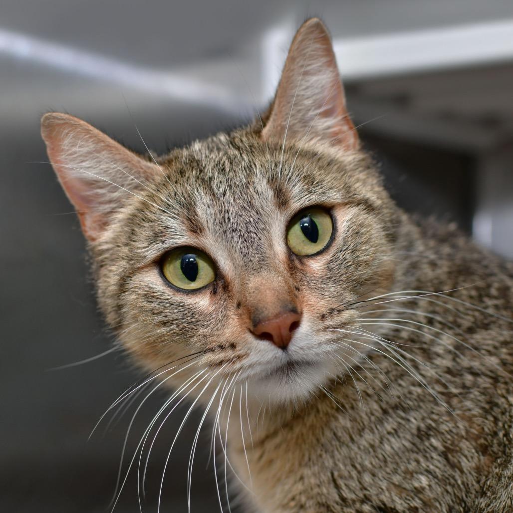 Penny, Adoptable, Adult Female Domestic Short Hair.