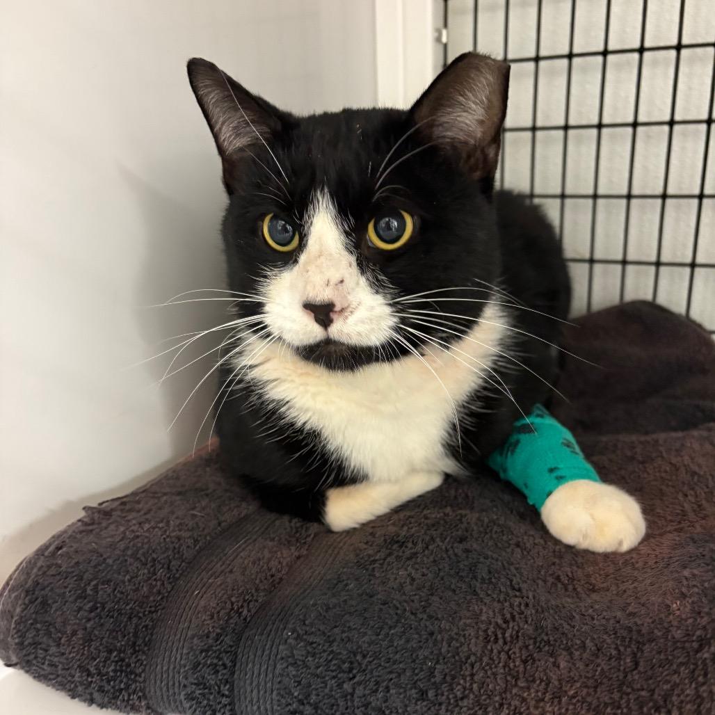 Obi-Wan Kenobi, Adoptable, Adult Male Domestic Short Hair.