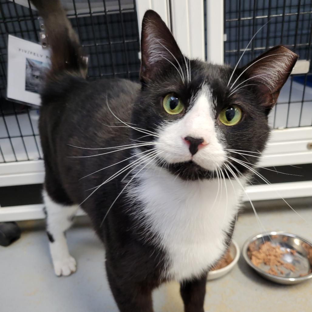 Enlarge Obi-Wan Kenobi, a Adoptable Domestic Short Hair in Ruckersville, VA image 2/2