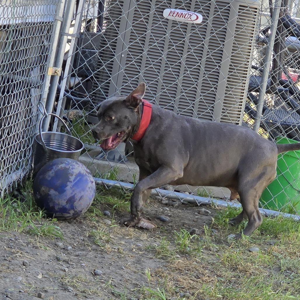 Enlarge LD, a Adoptable American Staffordshire Terrier in Woodinville, WA image 4/6