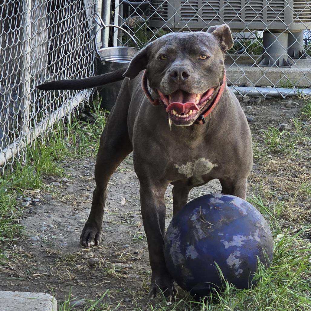 Enlarge LD, a Adoptable American Staffordshire Terrier in Woodinville, WA image 5/6